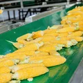 Линия по производству сахарной кукурузы способна переработать до 180 тонн сырья в сутки