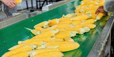 Линия по&nbsp;производству сахарной кукурузы способна переработать до&nbsp;180 тонн сырья в&nbsp;сутки