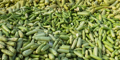 Кабачок проверяется на&nbsp;степень зрелости и&nbsp;его внешнее состояние, физико-химические показатели, а также содержание нитратов. Проверку проходит каждая партия