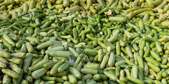 Кабачок проверяется на&nbsp;степень зрелости и&nbsp;его внешнее состояние, физико-химические показатели, а также содержание нитратов. Проверку проходит каждая партия