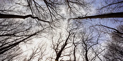 Кленовый сироп в Пензенской области варят из сока остролистного клёна