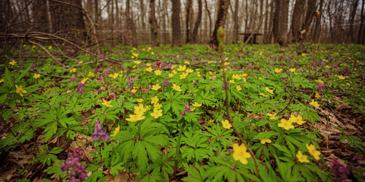 Пензенский кленовый сироп немного отличается по вкусу от канадского. Ведь наши клёны растут на земле, богатой чернозёмом, канадские же почвы в основном каменистые, а леса более влажные