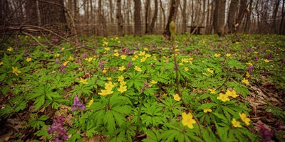 Пензенский кленовый сироп немного отличается по вкусу от канадского. Ведь наши клёны растут на земле, богатой чернозёмом, канадские же почвы в основном каменистые, а леса более влажные