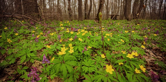 Пензенский кленовый сироп немного отличается по вкусу от канадского. Ведь наши клёны растут на земле, богатой чернозёмом, канадские же почвы в основном каменистые, а леса более влажные