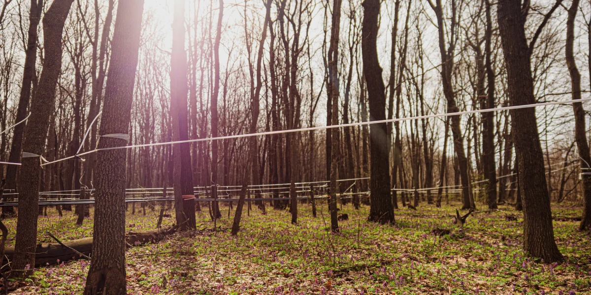 Гигантская паутина невероятных масштабов окутывает лес, весь сок стекает по ней на центральную станцию — в кленоварню