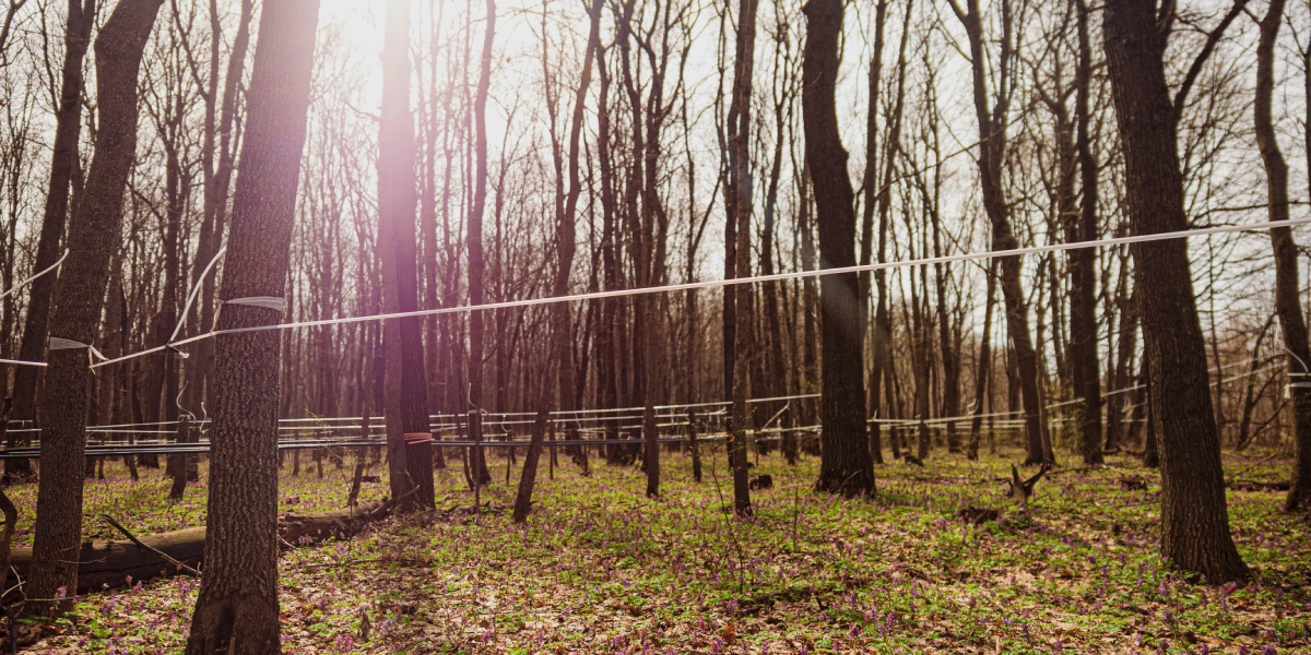 Гигантская паутина невероятных масштабов окутывает лес, весь сок стекает по ней на центральную станцию — в кленоварню