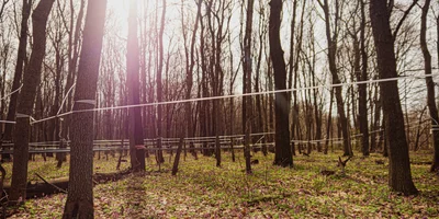 Гигантская паутина невероятных масштабов окутывает лес, весь сок стекает по ней на центральную станцию — в кленоварню