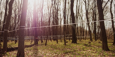 Гигантская паутина невероятных масштабов окутывает лес, весь сок стекает по ней на центральную станцию — в кленоварню