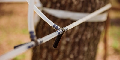 Сок идёт лучше всего, когда ночью ударяют заморозки, а днём держится плюсовая температура