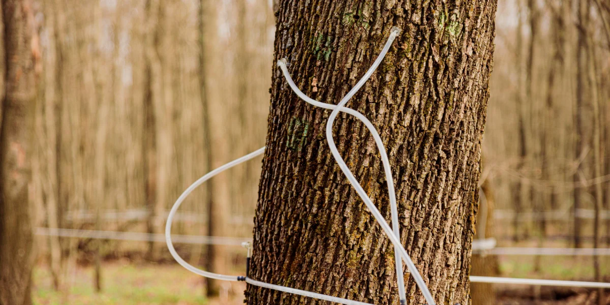В зависимости от возраста клёна и диаметра его ствола, для сбора сока в дереве сверлят одно или два отверстия до 8 миллиметров в диаметре и 4-5 сантиметров глубиной