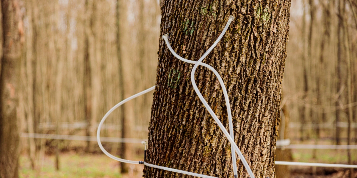 В зависимости от возраста клёна и диаметра его ствола, для сбора сока в дереве сверлят одно или два отверстия до 8 миллиметров в диаметре и 4-5 сантиметров глубиной