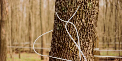 В зависимости от возраста клёна и диаметра его ствола, для сбора сока в дереве сверлят одно или два отверстия до 8 миллиметров в диаметре и 4-5 сантиметров глубиной