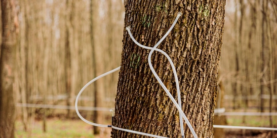 В зависимости от возраста клёна и диаметра его ствола, для сбора сока в дереве сверлят одно или два отверстия до 8 миллиметров в диаметре и 4-5 сантиметров глубиной