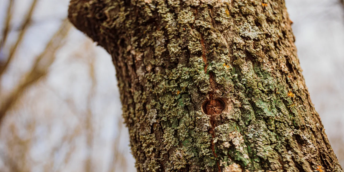 Каждый год в дереве просверливают новые отверстия. Старые отверстия дерево затягивает само: их не нужно ничем замазывать, как это ошибочно делают в народе с берёзами