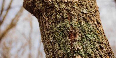 Каждый год в дереве просверливают новые отверстия. Старые отверстия дерево затягивает само: их не нужно ничем замазывать, как это ошибочно делают в народе с берёзами