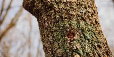 Каждый год в дереве просверливают новые отверстия. Старые отверстия дерево затягивает само: их не нужно ничем замазывать, как это ошибочно делают в народе с берёзами