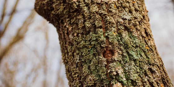 Каждый год в дереве просверливают новые отверстия. Старые отверстия дерево затягивает само: их не нужно ничем замазывать, как это ошибочно делают в народе с берёзами
