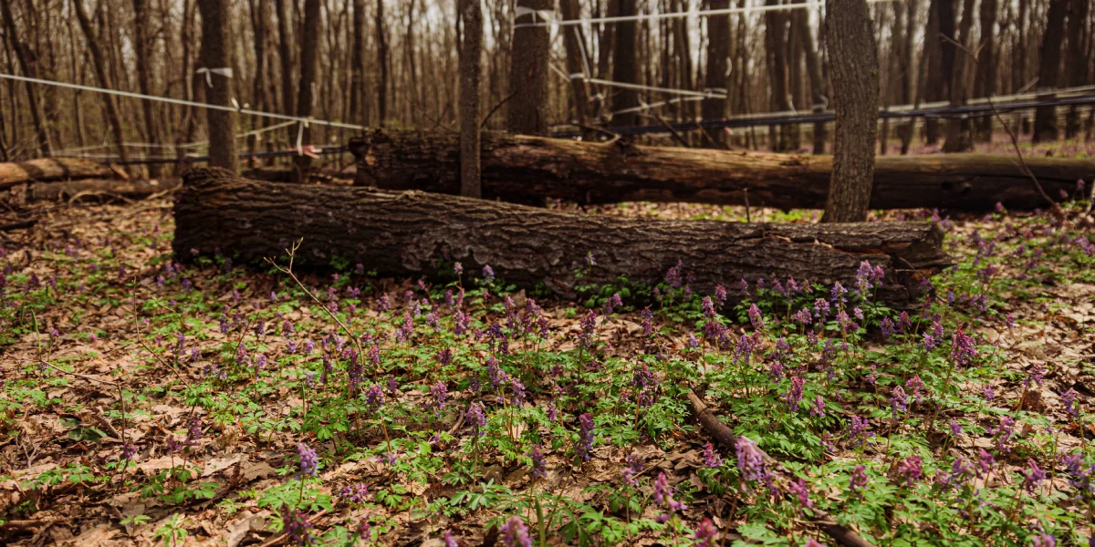 При планировании и прокладке магистралей учитывают естественный рельеф леса и его уклон