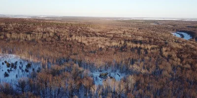 Под силой гравитации, а также благодаря вакууму сок устремляется к одной общей трубе, ведущей на базу. Кленоварня расположена посреди леса, на ближайшие километры от неё ничего нет
