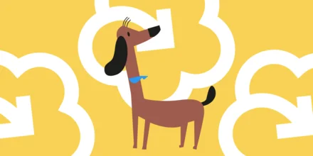 Как убирать за собакой на улице и другие вопросы по уходу за питомцами