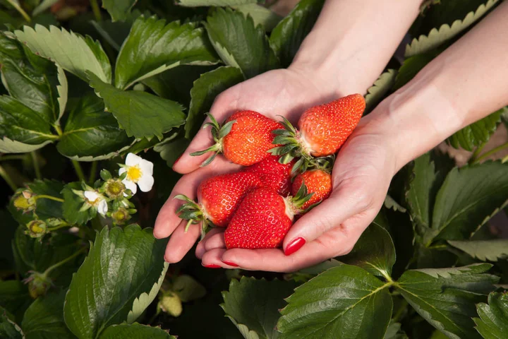 Самая вкусная клубника - белореченская