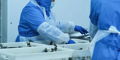 Сырьё поступает на производство в замороженном виде. Его освобождают от упаковки и постепенно дефростируют при температуре +7+9 градусов, распыляя в воздухе камеры микрочастицы воды