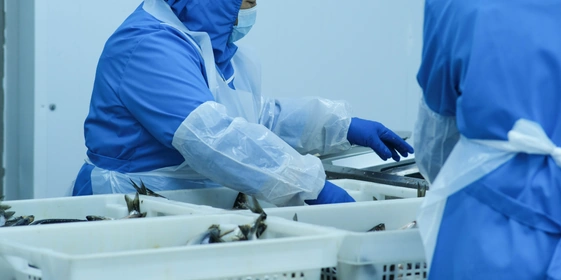 Сырьё поступает на&nbsp;производство в&nbsp;замороженном виде. Его освобождают от&nbsp;упаковки и&nbsp;постепенно дефростируют при&nbsp;температуре +7+9 градусов, распыляя в&nbsp;воздухе камеры микрочастицы воды