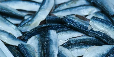 Разморозка происходит, пока температура в теле рыбы не повысится до -1+1 градуса. Как правило, требуются сутки, чтобы продукт из -18 градусов достиг нужной температуры