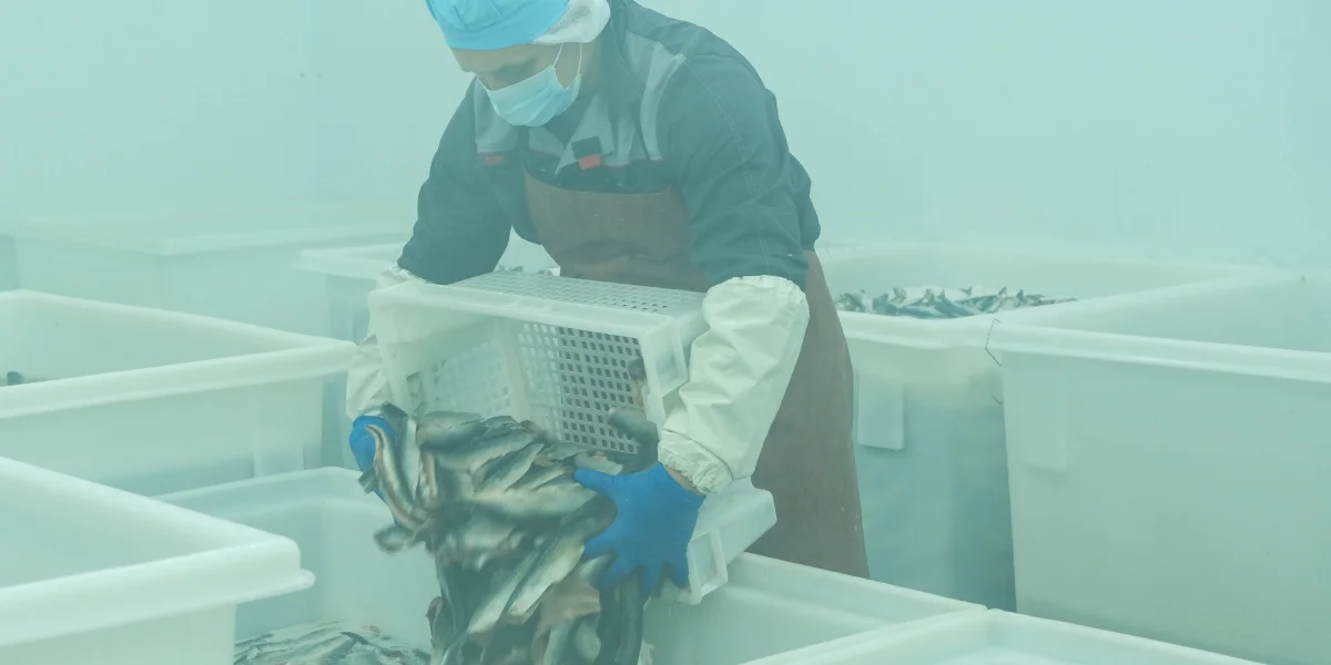 Перед посолом тушки рыбы предварительно разделывают на филетировочной машине, которая одновременно выполняет несколько операций: отрезает головы, удаляет все внутренности, кости и плавники