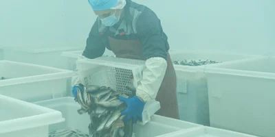 Перед посолом тушки рыбы предварительно разделывают на филетировочной машине, которая одновременно выполняет несколько операций: отрезает головы, удаляет все внутренности, кости и плавники