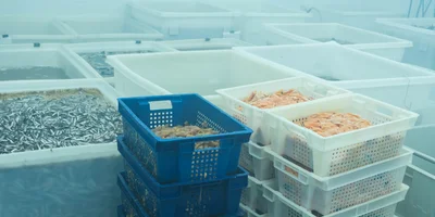 На предприятии введено цветовое кодирование: в ёмкостях разного цвета солится рыба для разных сетей, ведь их составы могут отличаться друг от друга