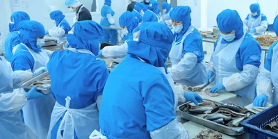 Посоленная рыба попадает на стол к сотрудникам, где вручную тушки доразделывают, ведь автоматическое оборудование не может учесть разные пропорции рыбы. Сотрудники обесшкуривают тушки, удаляют хребтовые и брюшные кости, проверяют на гельминтов