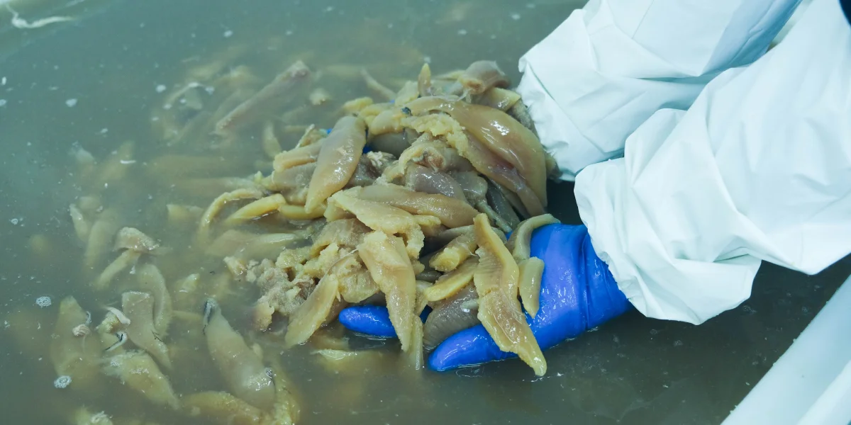 Икра сельди не поступает на производство отдельно, её извлекают из тушек сельди весеннего вылова. Филе и икру на посол передают отдельно