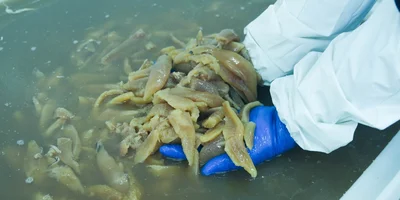 Икра сельди не поступает на производство отдельно, её извлекают из тушек сельди весеннего вылова. Филе и икру на посол передают отдельно