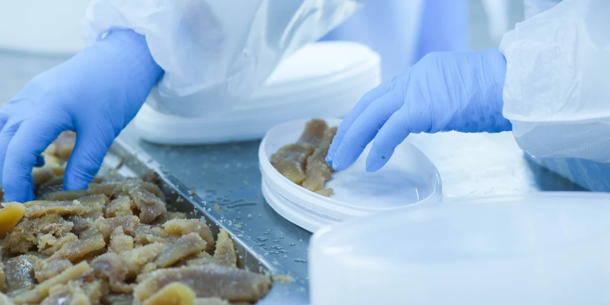 В цеху работают мощные лампы, здесь светло как днём: задача персонала — вручную перебрать сырьё и тщательно следить за наличием гельминтов в икре