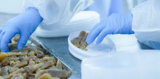 В цеху работают мощные лампы, здесь светло как днём: задача персонала — вручную перебрать сырьё и тщательно следить за наличием гельминтов в икре