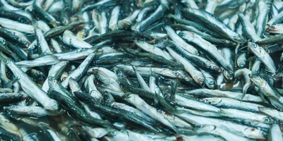 Хамса — прибрежная стайная морская рыбка, которую можно увидеть у берегов Чёрного, Азовского и Средиземного морей