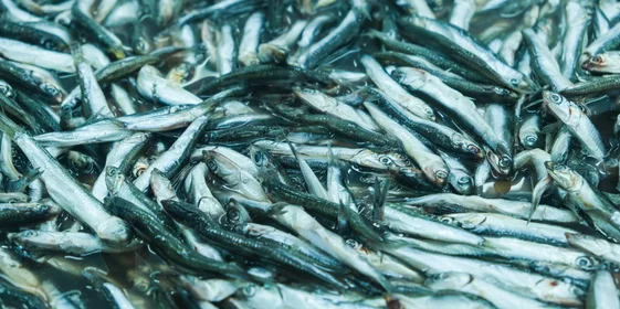 Хамса — прибрежная стайная морская рыбка, которую можно увидеть у берегов Чёрного, Азовского и Средиземного морей