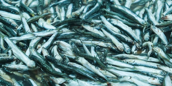 Хамса — прибрежная стайная морская рыбка, которую можно увидеть у берегов Чёрного, Азовского и&nbsp;Средиземного морей