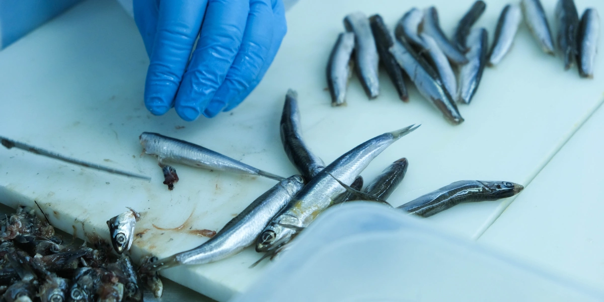 У маленькой рыбки удаляют голову, хвост, а также внутренности, которые могут давать горечь