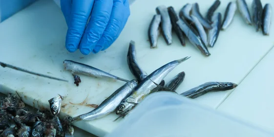 У маленькой рыбки удаляют голову, хвост, а также внутренности, которые могут давать горечь