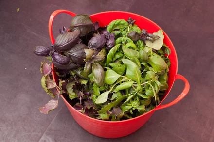 Базилик, ты просто космос!