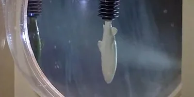 Кадр из открытых источников, использован в иллюстративных целях