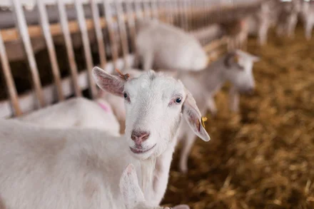 Сернурский халумис и другие истории