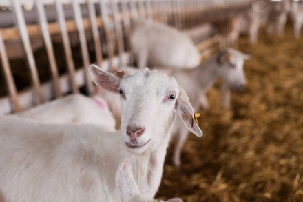 Сернурский халумис и&nbsp;другие истории