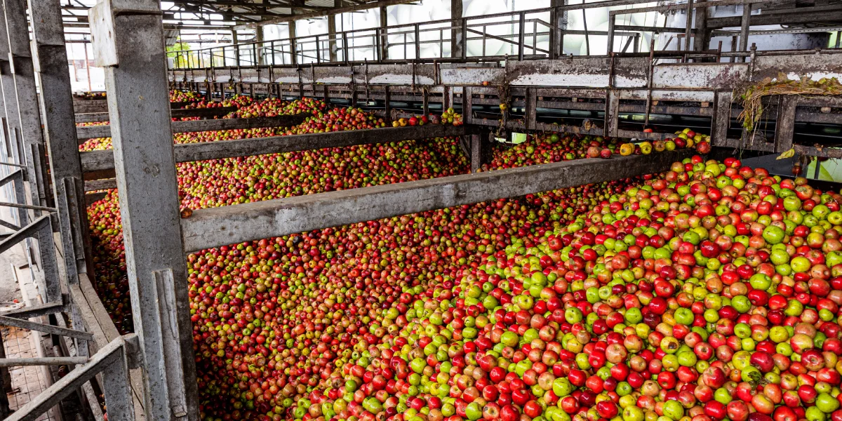 Сок готовят из смеси яблок ранних сортов — к примеру, «Гала», «Квинти», «Мантет», «Санрайс», «Дейтон» и «Женева»