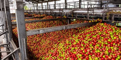 Сок готовят из смеси яблок ранних сортов — к примеру, «Гала», «Квинти», «Мантет», «Санрайс», «Дейтон» и «Женева»
