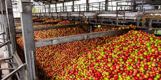 Сок готовят из смеси яблок ранних сортов — к примеру, «Гала», «Квинти», «Мантет», «Санрайс», «Дейтон» и «Женева»