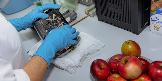 Очищенные яблоки натирают на тёрке, отжимают вручную сок и с помощью специального аппарата проверяют на содержание сухих веществ и кислотность