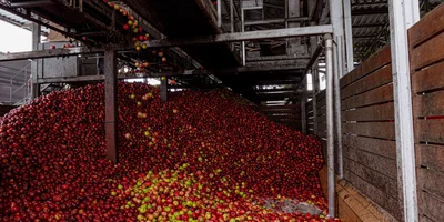 Фрукты ждёт тройная очистка. Весь процесс устроен так, что в переработку уходят чистые и отобранные яблоки